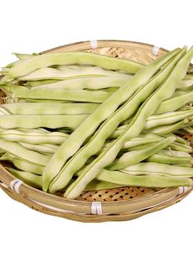 [豆角种子大全]九粒白芸豆四季豆