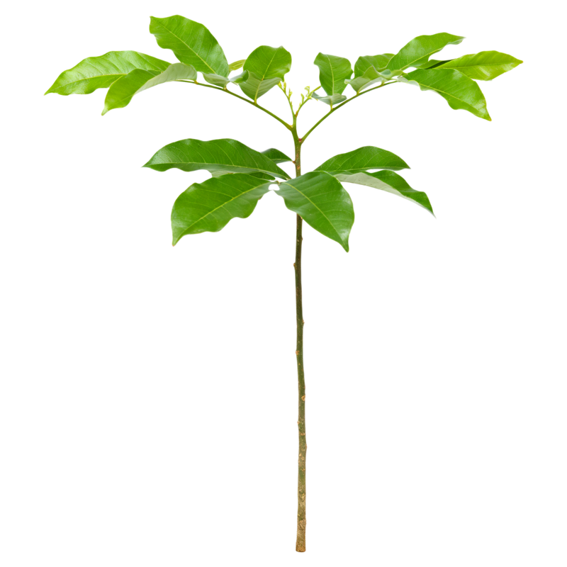 鬼见愁鬼箭羽树苗镇宅盆景中药材