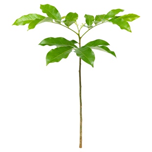 批发鬼见愁树苗正宗鬼箭羽树苗宽翅大羽镇宅盆景素材卫矛中药材苗