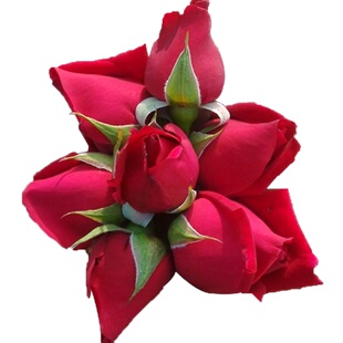 基地直发云南可食用玫瑰花新鲜墨红玫瑰花苞可做酱醋酵素纯露