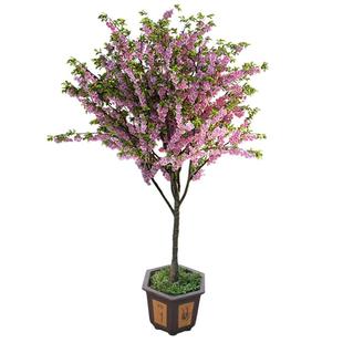 绚丽四季海棠花树苗盆栽西府海棠花庭院阳台耐寒花卉植物垂丝海棠