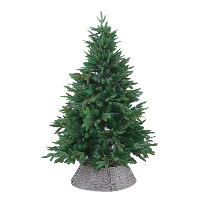 圣诞树真树2025新款挑选好树发货