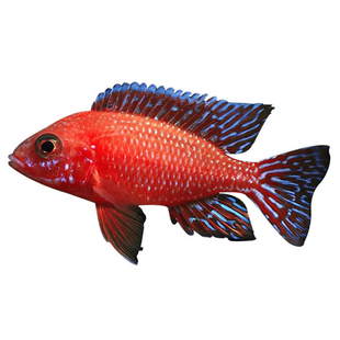 三湖慈鲷活体 马鲷科岩栖像海水鱼热带鱼活体小型淡水观赏鱼马鲷