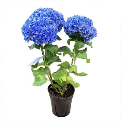 种花王大爷 大花绣球花苗盆栽花卉耐寒室外阳台庭院