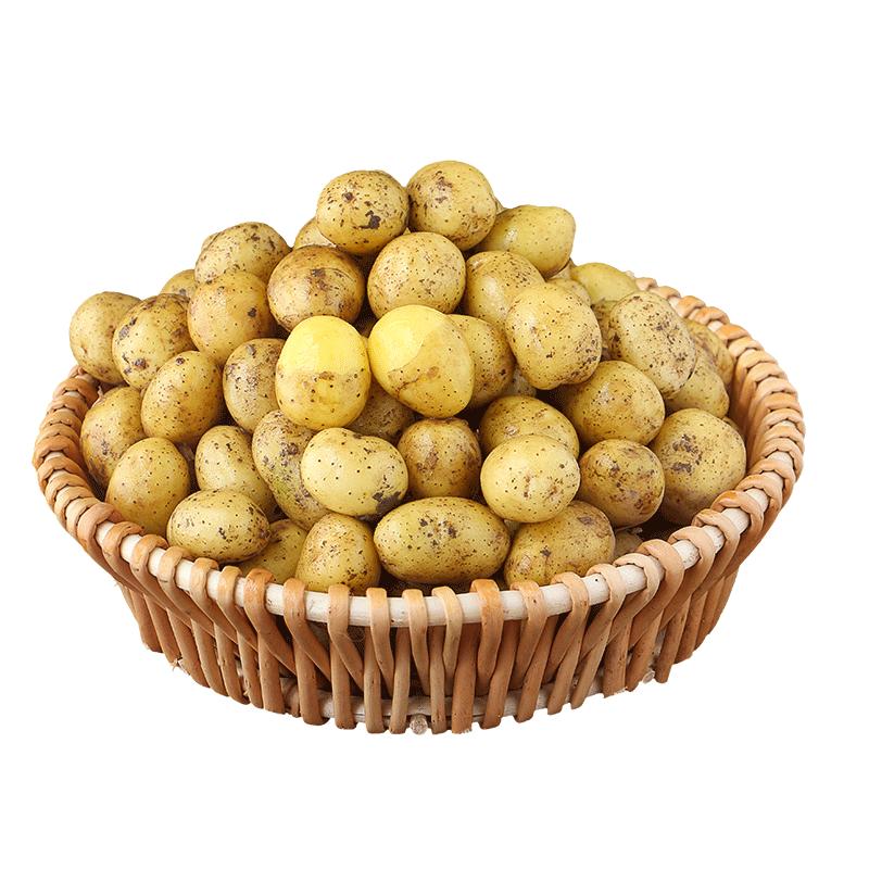 恩施小土豆现挖湖北新鲜黄心土豆当季蔬菜整箱迷你马铃薯洋芋