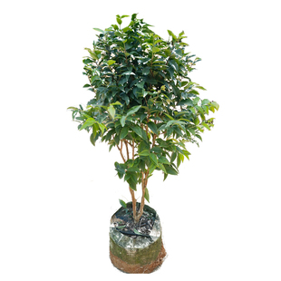 嘉宝果树苗树葡萄苗果树四季艾斯卡沙巴盆栽阳台庭院当年结果包活