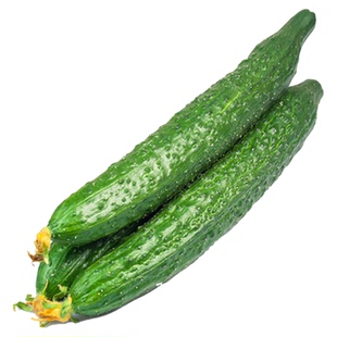 圣绿黄瓜种子老品种油亮黄瓜苗秋冬老品种油亮四季春季种籽秋高温