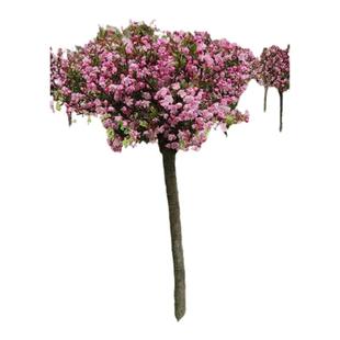 海棠花树苗高杆西府海棠垂丝海棠树苗盆栽庭院大型四季花卉耐寒