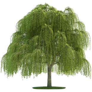 黄金柳树苗 金丝垂柳 直生小柳树枝条垂杨柳树苗旱柳树南北方种植