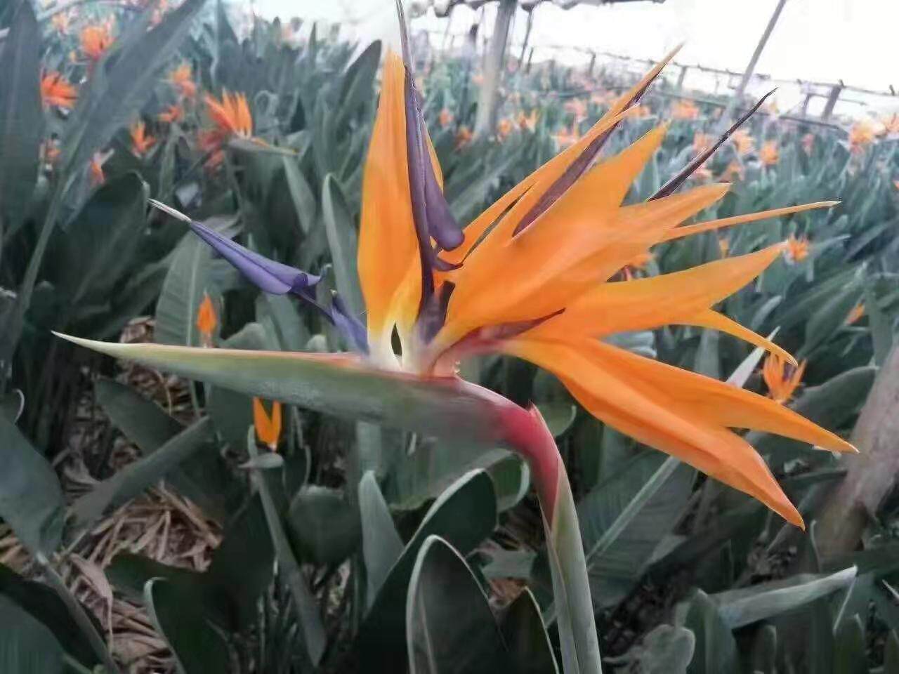 鹤望兰天堂鸟开花种基地大型盆栽绿植观叶观花客厅办公室四季观赏