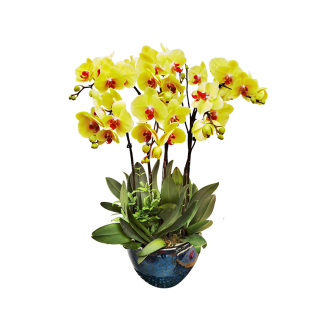 成都金叶子蝴蝶兰黄色高档礼品鲜真年宵花卉室内办公植物开业盆栽