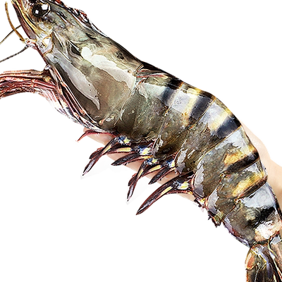 新货！无冰衣净重特大黑虎虾顺丰