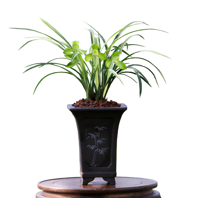 翁源兰花苗老种春兰张荷素带花宋梅浓香好养室内桌面绿植花卉盆栽
