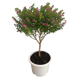 四季满天星盆栽萼距花工程绿化苗好养植物开花爆满孔雀兰庭院阳台