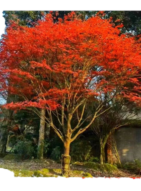 中国红枫日本红舞姬耐寒植物