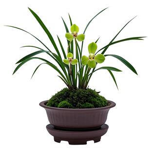 【新宋梅】兰花苗细叶春兰名贵盆栽花卉植物浓香型兰草国兰带花苞