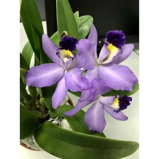 兰花-洋兰-迷你卡特兰嘉德利兰 #蓝蒂妮 四季开花矮种