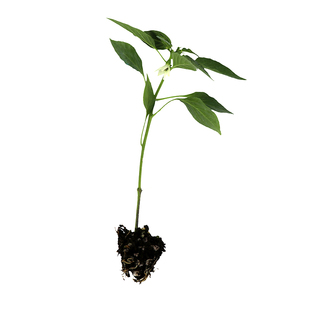 辣椒种子种籽苗四季甜椒菜苗秧苗大全青椒苗各种蔬菜彩椒辣子籽种