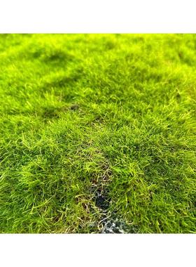 仿真苔藓植绒绿色假苔藓 青苔微景观盆景装饰材料 草坪草皮装饰品