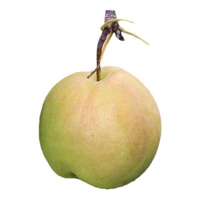 玉露香梨平陆玉露香梨
