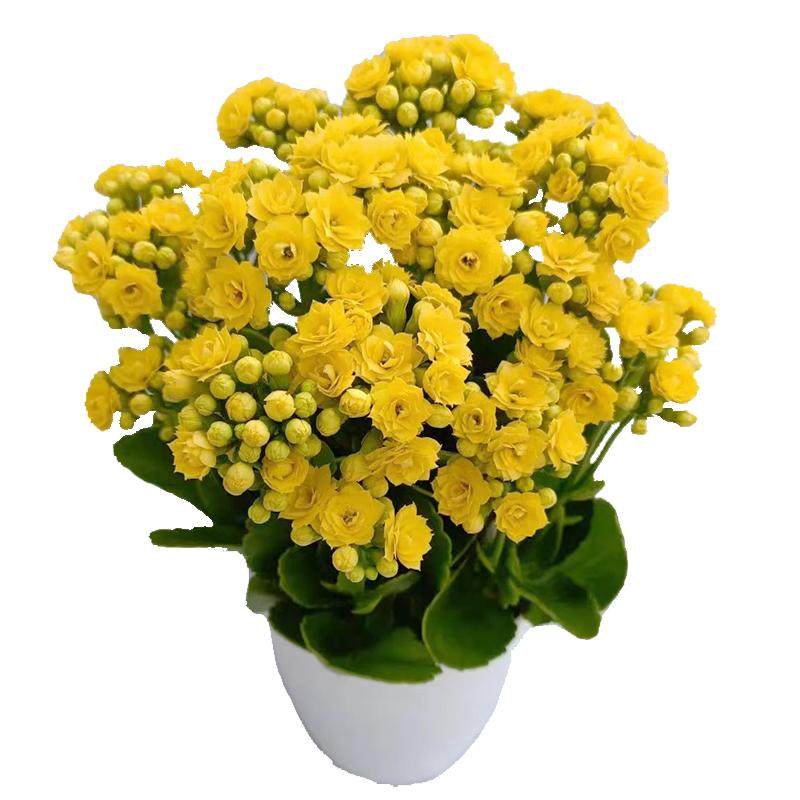 重瓣长寿花盆栽阳台花卉观花植物草本花卉多年生四季开花时令草本