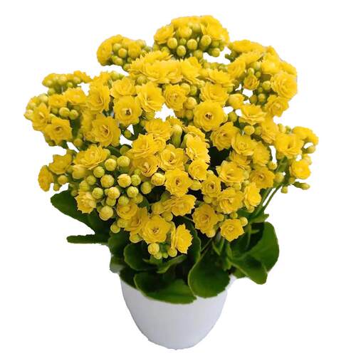 重瓣长寿花盆栽阳台花卉观花植物草本花卉多年生四季开花时令草本
