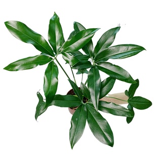 掌叶蔓绿绒印第安羽毛大叶伞室内办公室客厅好养绿植物盆栽北欧风