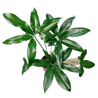 掌叶蔓绿绒印第安羽毛大叶伞室内办公室客厅好养绿植物盆栽北欧风