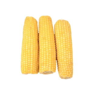 东北糯玉米甜糯黄玉米真空包装2025新粘糯玉米小棒黏苞米早餐代餐