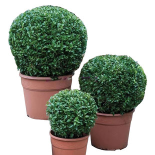 龟甲冬青树苗庭院绿化植物耐寒北海道小叶冬青球法国四季常青室外