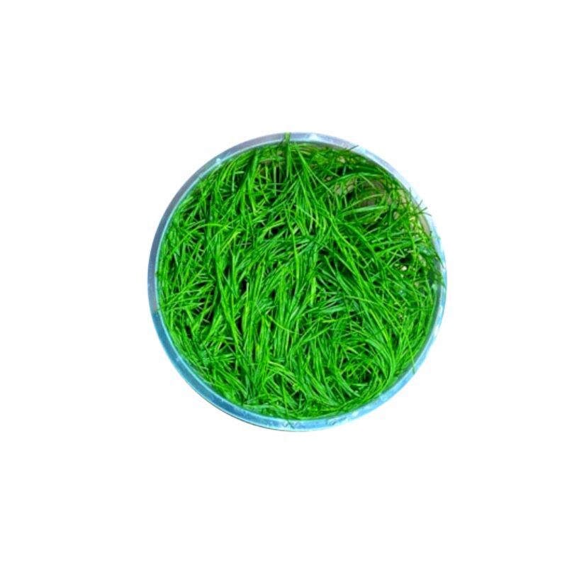 鱼缸水草水下叶绿色草坪草丛