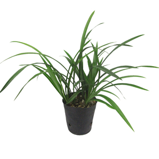 名贵品种兰花苗春兰大团圆浓香荷瓣矮种高级带花苞办公桌绿植盆栽