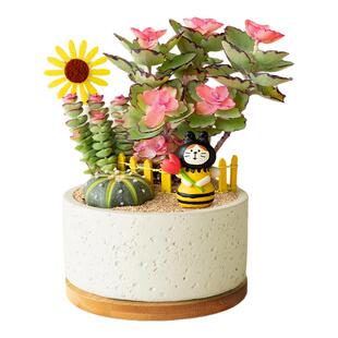 多肉植物组合盆栽锦绣牡丹花卉办公桌面盆景钱串创意趣味礼物送礼