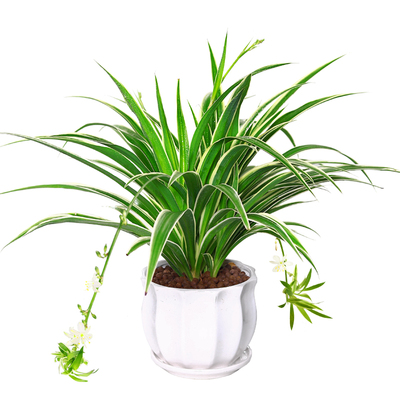 金边吊兰植物垂吊室内办公室绿植