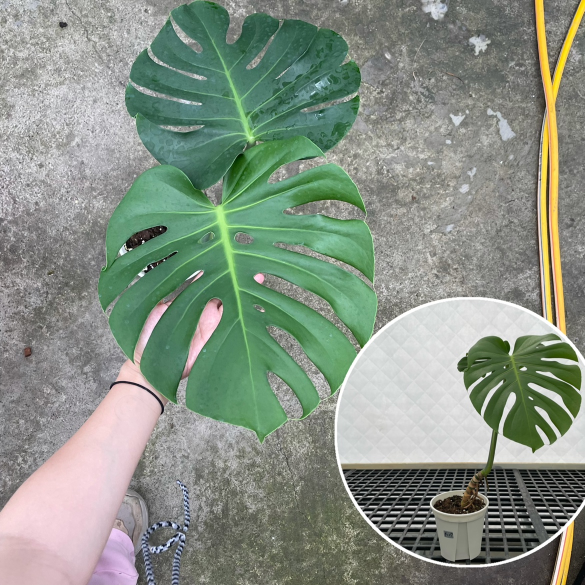 老桩一叶龟背竹大型盆栽植物室内客厅大叶绿植好养净化空气四季迷