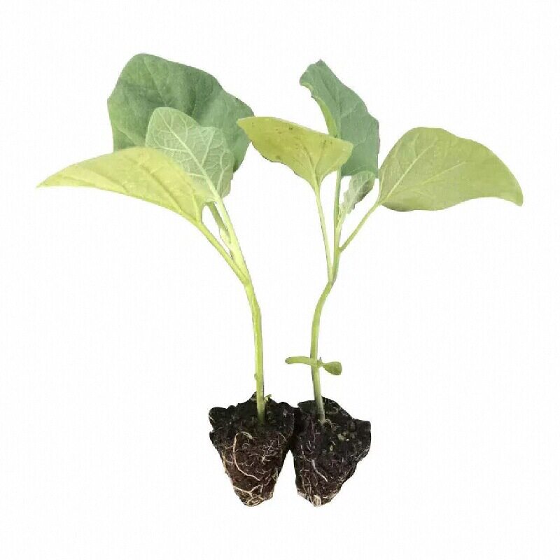黑又亮长茄苗秧烧烤茄子绿白杭线圆茄种子带土球寿光四季盆栽庭院