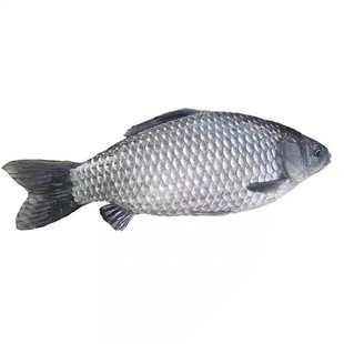 正宗中科五号五号鲫鱼苗彭泽东北四倍体鲫鱼白鲫鱼苗鱼塘养殖专用