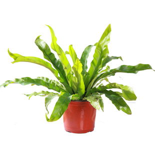 波士顿蕨桌面四季常青花卉室内狼尾蕨好养绿化铁线蕨鸟巢蕨热带