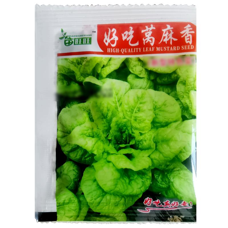 好吃莴麻香种子叶用莴基菜莴鸡菜窝机菜种籽秋季农家菜园蔬菜种孑