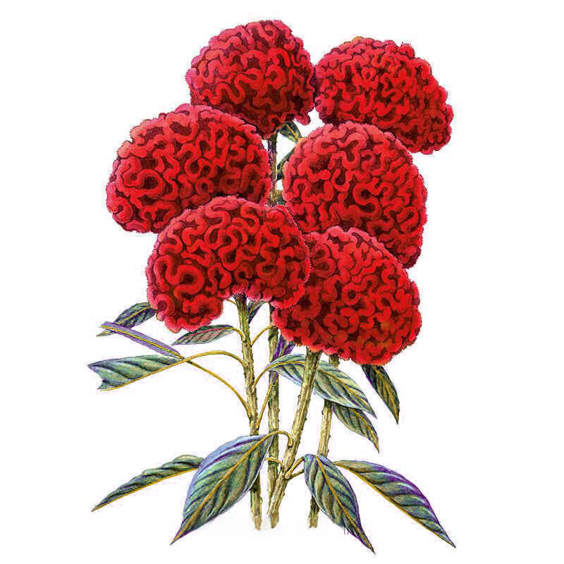 巨型球冠鸡冠花种子100粒头状大花老来红花籽室外阳台盆栽春季