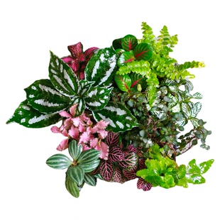 苔藓微景观小盆栽植物组合套餐 创意迷你植物手工种植diy造景材料