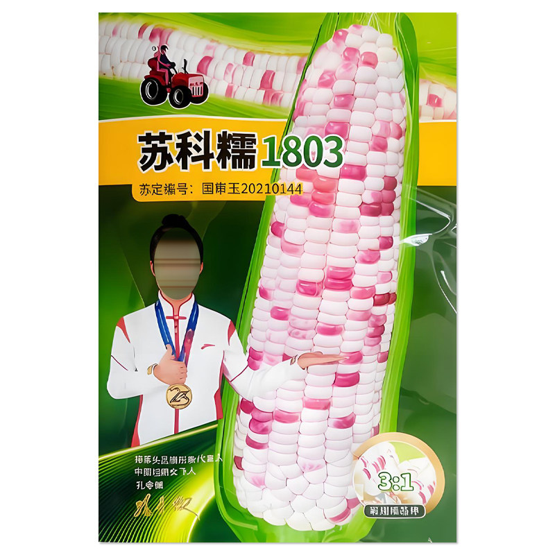 拖车头苏科糯1803玉米种子