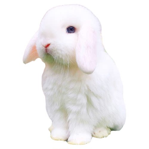 迷你兔子纯种荷兰垂耳兔活体侏儒兔小体型茶杯兔活兔宠物兔子活物