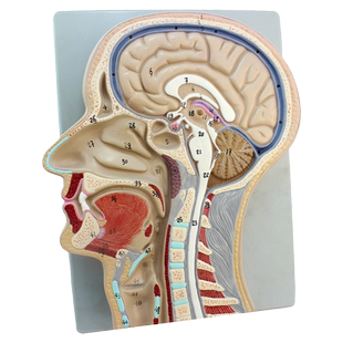 ENOVO颐诺 体医学头颈正中矢状切面模型大脑模型颅骨耳鼻喉头颈外科学脑硬脑膜冠状切鼻咽腔解剖教具教学标本