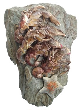 大连海鲜海货特产鲜活网红活体食用新鲜椰子蟹大号寄居蟹海怪虾怪