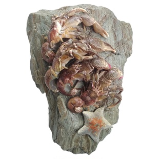 大连海鲜海货特产鲜活网红活体食用新鲜椰子蟹大号寄居蟹海怪虾怪