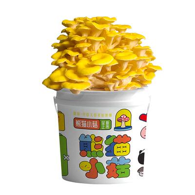 喷水长蘑菇好吃有趣种植简单