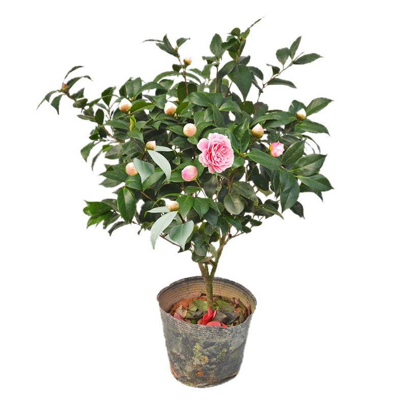 四季山茶花树苗浓香型五色赤丹