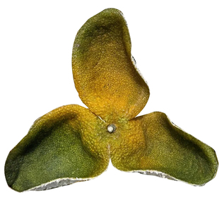 新会新货陈皮2025年二红皮大红陈皮干茶老树圈枝茶枝柑鲜橘皮广东