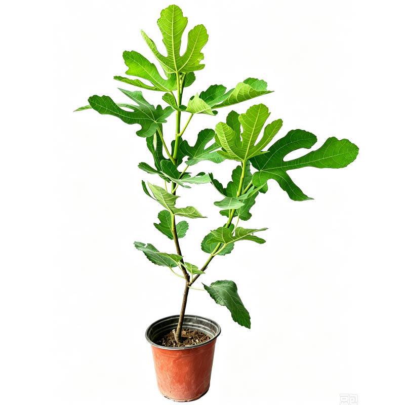 金傲芬盆栽无花果树苗果肉细腻可盆栽可庭院种植金傲芬无花果苗